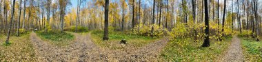 a footpath in public park in autumn at sunny day, trees with golden leaves, green grass, panorama of a park, blue sky, Buds of trees, Trunks of birches, sunny day, path in the forest, sunbeams 