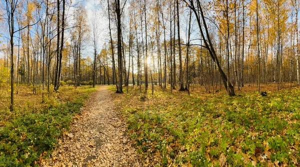 Chodnik w parku publicznym jesienią w słoneczny dzień, drzewa ze złotymi liśćmi, zielona trawa, panorama parku, błękitne niebo, pąki drzew, pąki brzozy, słoneczny dzień, ścieżka w lesie, promienie słońca — Zdjęcie stockowe