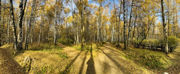 Chodnik w parku publicznym jesienią w słoneczny dzień, drzewa ze złotymi liśćmi, zielona trawa, panorama parku, błękitne niebo, pąki drzew, pąki brzozy, słoneczny dzień, ścieżka w lesie, promienie słońca — Zdjęcie stockowe