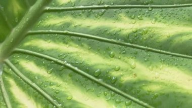 Islak büyük yeşil yaprak, güneşin üzerine düşen su damlaları, yaklaşın, güneş yağmurdan sonra yansıyor.