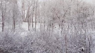 Halka açık bir parkta, kış ayazında ağaçların dalları ve çalılar, insanlar yürüyor, huzur ve sükunet, karla kaplı yamaçlar