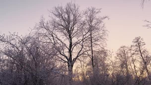 Ramas de árboles y arbustos en las heladas en las heladas de invierno por la noche en un parque público, la gente está caminando, paz y tranquilidad, laderas cubiertas de nieve — Vídeos de Stock