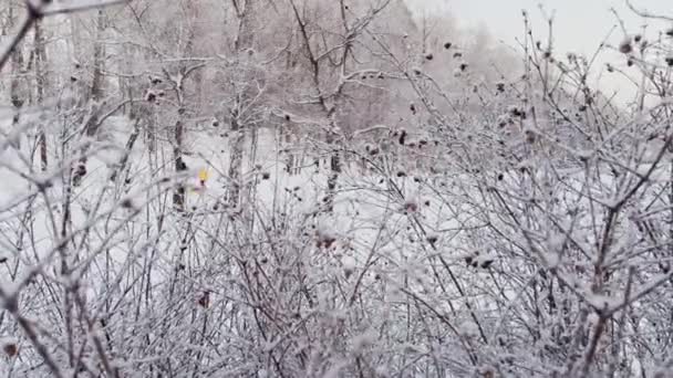 Větve stromů a keřů v mrazu v zimních mrazech ve večerních hodinách ve veřejném parku, lidé se procházejí, klid a pohodu, zasněžené svahy — Stock video
