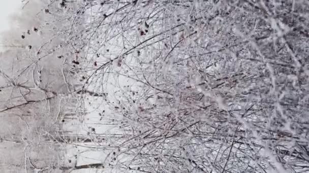 Větve stromů a keřů v mrazu v zimních mrazech ve večerních hodinách ve veřejném parku, lidé se procházejí, klid a pohodu, zasněžené svahy — Stock video