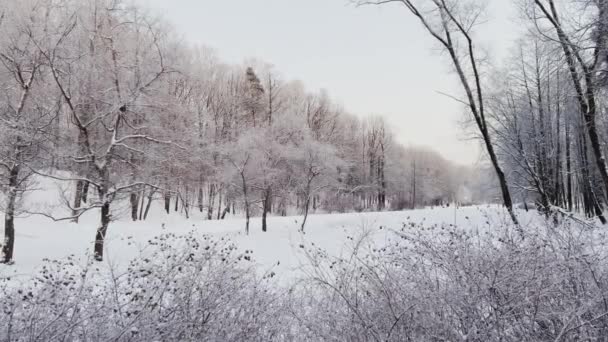 Gałęzie drzew i krzewów w mrozie w zimowe mrozy wieczorem w parku publicznym, ludzie chodzą, cisza i spokój, pokryte śniegiem stoki — Wideo stockowe