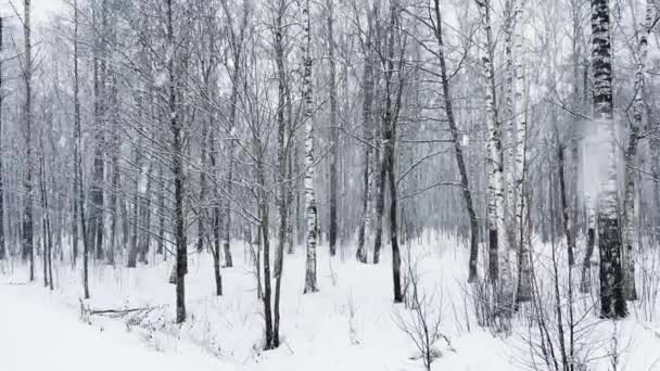 Сильный снегопад в диком парке, большие хлопья снега медленно падают, снежная буря, метель, никто — стоковое видео