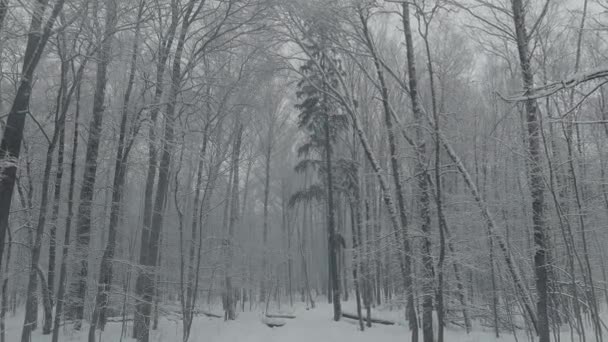 Безпілотник повільно летить між стовбурами засніжених дерев в лісі взимку, ніхто в морозний день, сніг, заметіль — стокове відео