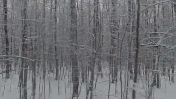 El dron vuela lentamente entre los troncos de los árboles cubiertos de nieve en el bosque en invierno, nadie en el día helado, nevando, ventisca — Vídeos de Stock