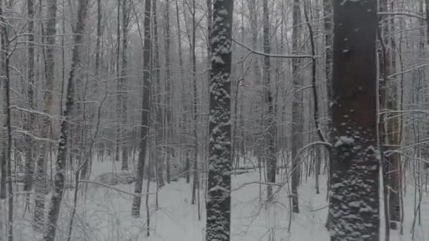 Drönaren långsamt flyger mellan stammarna av snötäckta träd i skogen på vintern, ingen på frostig dag, snöar, snöstorm — Stockvideo