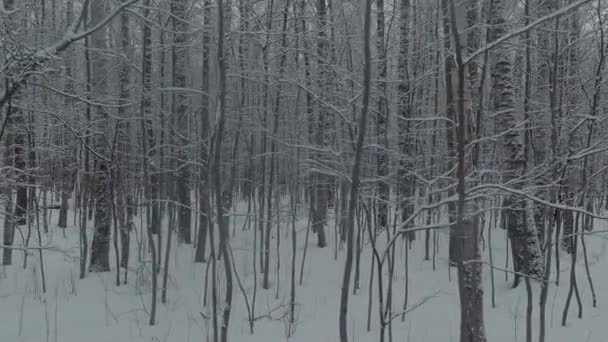 El dron vuela lentamente entre los troncos de los árboles cubiertos de nieve en el bosque en invierno, nadie en el día helado, nevando, ventisca — Vídeos de Stock