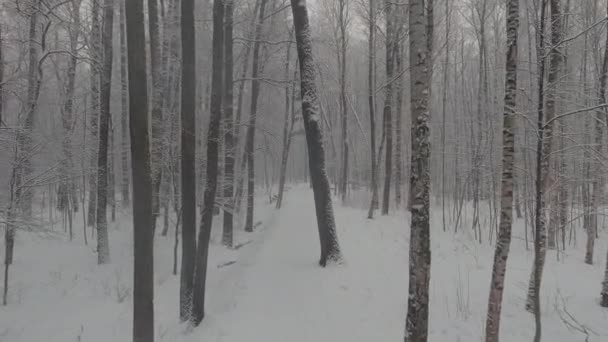 Dron pomalu létá mezi kmeny zasněžených stromů v lese v zimě, nikdo v mrazivý den, sněžení, vánice — Stock video