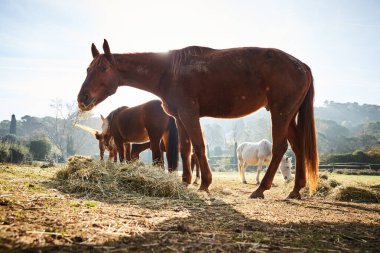 Birkaç vahşi at sabahın erken saatlerinde tarlada otluyor, çimen yiyor, at kameraya bakıyor, beyaz ve kahverengi atlar, burun deliklerinden buhar çıkıyor, arka planda ağaçlar var, güneş parlıyor.