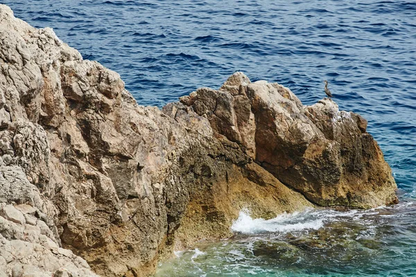 Pássaro marinho selvagem sentado em uma rocha no Mar Mediterrâneo perto de Mônaco, água de cor azul — Fotografia de Stock