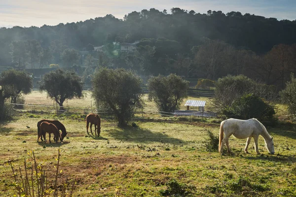 Poucos cavalos selvagens pastando em um campo no início da manhã, comendo grama, cavalo olhando para a câmera, cavalos brancos e marrons, vapor das narinas, luz de fundo, inclinação com árvores no fundo, brilho do sol — Fotografia de Stock