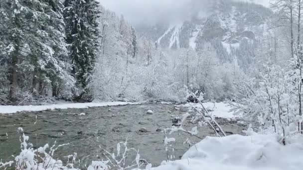 Fehér jelenet téli szépség hóerdő belsejében, a folyó között a hófödte erdő, panoráma a vad természet téli háttér, ágak rekedt fagy — Stock videók