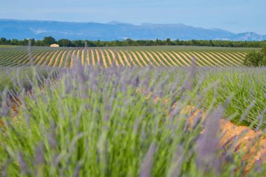 Fransa, Valensole, Cote Dazur-Alps-Provence, mor çiçekler, yeşil saplar, parfüm tabanlı taranmış yataklar, panorama, perspektif, ağaçlar ve dağlar arka planda