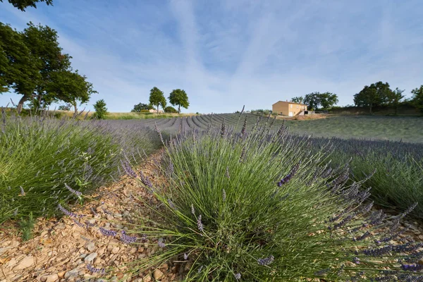 Huge Field of rows of lavender in France, Valensole, Cote Dazur-Alps-Provence, purple flowers, green stems, combed beds with perfume base, panorama, perspective, trees and mountains are on background — Stock Photo, Image