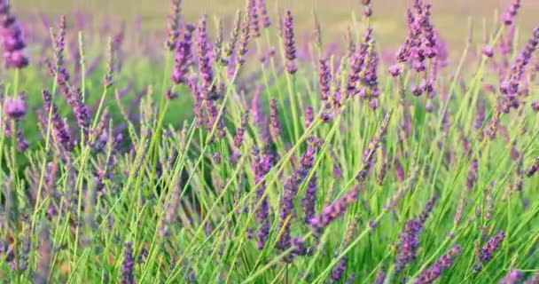 Lavendelfeld in Frankreich, Valensole, Cote Dazur-Alpen-Provence, viele Blumen, Panorama, Perspektive, Berge im Hintergrund — Stockvideo