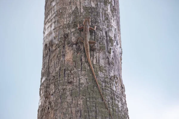 Vista da vicino f una piccola lucertola con una lunga coda siede sul tronco di un albero, cielo blu sullo sfondo — Foto Stock