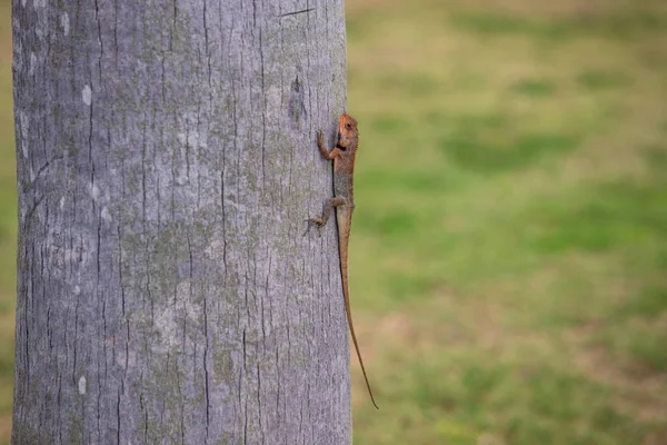 Close up view f mała jaszczurka z długim ogonem siedzi na pniu drzewa, zielona trawa w tle — Zdjęcie stockowe