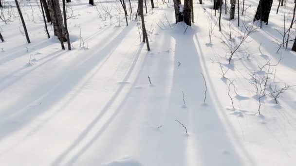 Güneşli kış gününde karlı bir parkta uzun gölgeler yapraksız ağaçlar, soyut orman geçmişi, hiç kimse — Stok video