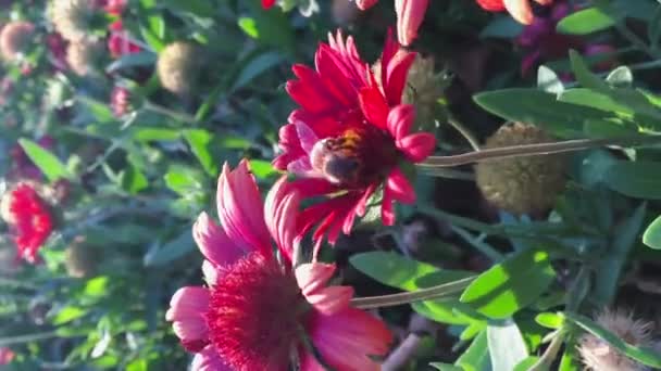 Крупним планом вертикальні кадри бджоли, що сидить на червоній квітці в ясний сонячний день, червона гербера, зелений фон, підсвічування — стокове відео