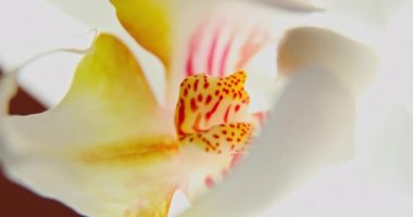 Beyaz orkidelerin güneş ışığı, yeni bir çiçek, bir kelebek, makro görüş, Phalaenopsis, Doritis, Grafia, Kingidium, Kingiella, Lesliea, Synadena, Stauroglottis, Stauritis, güneş yansımaları,