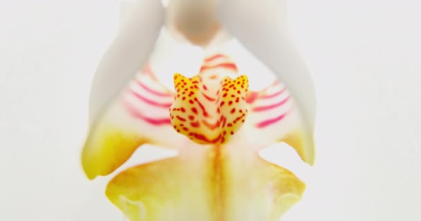 Närbild bilder av vita orkidéer på solljus, en ny blomma, en fjäril, makrovy, Phalaenopsis, Doritis, Grafia, Kingidium, Kingiella, Lesliea, Synadena, Stauroglottis, Staurit, solreflektioner — Stockvideo