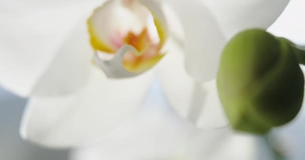 Imágenes de cerca de orquídeas blancas en la luz del sol, una nueva flor, una mariposa, vista macro, Phalaenopsis, Doritis, Grafia, Kingidium, Kingiella, Lesliea, Synadena, Stauroglottis, Stauritis, reflejos del sol — Vídeos de Stock