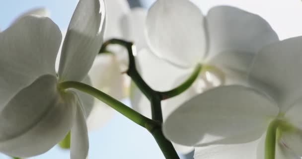 Közelkép felvételek fehér orchideák napfény, egy új virág, egy pillangó, makró nézet, Phalaenopsis, Doritis, Grafia, Kingidium, Kingiella, Lesliea, Synadena, Stauroglottis, Stauritis, naptükröződés — Stock videók
