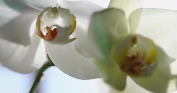 Close-up beelden van witte orchideeën op zonlicht, een nieuwe bloem, een vlinder, macro view, Phalaenopsis, Doritis, Grafia, Kingidium, Kingiella, Lesliea, Synadena, Stauroglottis, Stauritis, zon reflecties — Stockvideo