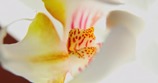 Imagens de perto de orquídeas brancas à luz do sol, uma nova flor, uma borboleta, vista macro, Phalaenopsis, Doritis, Grafia, Kingidium, Kingiella, Lesliea, Synadena, Stauroglottis, Stauritis, reflexões do sol — Vídeo de Stock