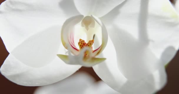 Gros plan des orchidées blanches à la lumière du soleil, une nouvelle fleur, un papillon, vue macro, Phalaenopsis, Dorite, Grafia, Kingidium, Kingiella, Lesliea, Synadena, Stauroglottis, Staurite, réflexions solaires — Video