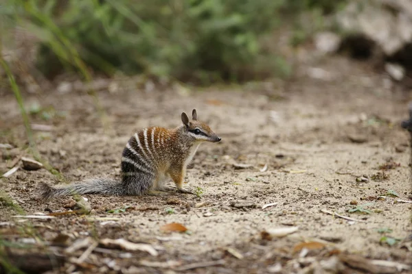 Numbat. — Foto de Stock