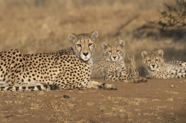 Resting cheetahs clipart