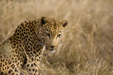 leopar