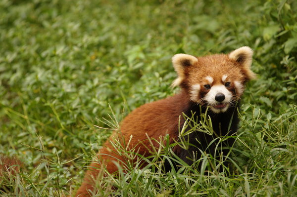 Красная панда