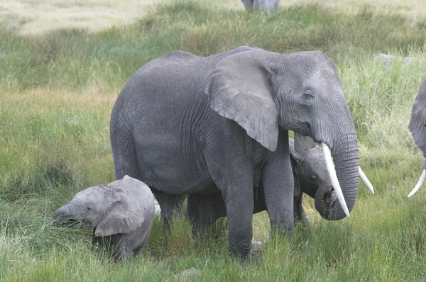 2 Elephants — Stock Photo, Image