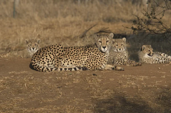 Cheetahs descansando — Fotografia de Stock