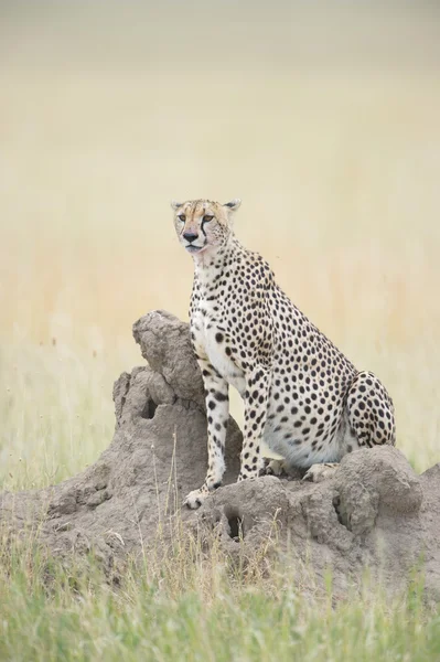 Gepardiini — kuvapankkivalokuva