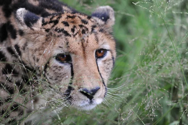 King Cheetah — Stock Photo, Image