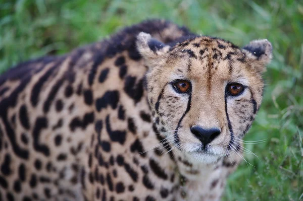 King Cheetah — Stock Photo, Image