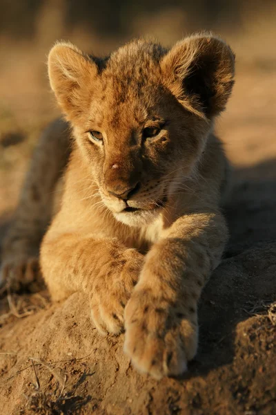 Cria de leão — Fotografia de Stock