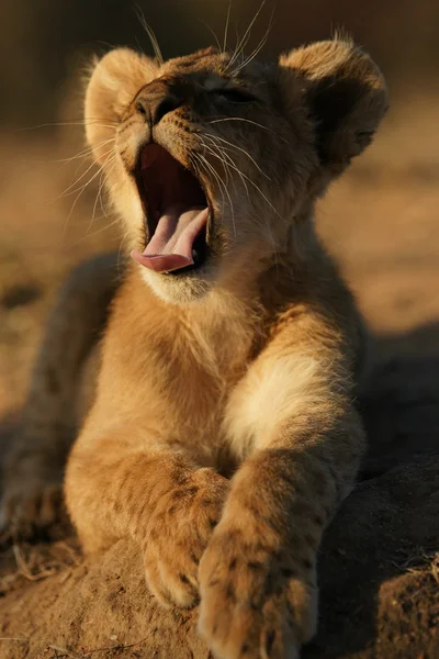 Leeuw cub Rechtenvrije Stockafbeeldingen