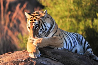 Bengal Tiger clipart
