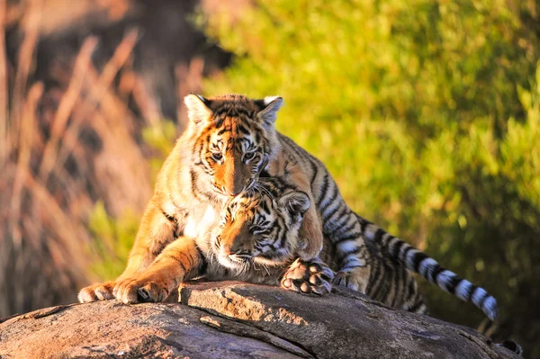 Tiger — Stockfoto