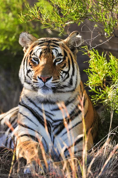 Bengal Tiger — Stock Photo, Image