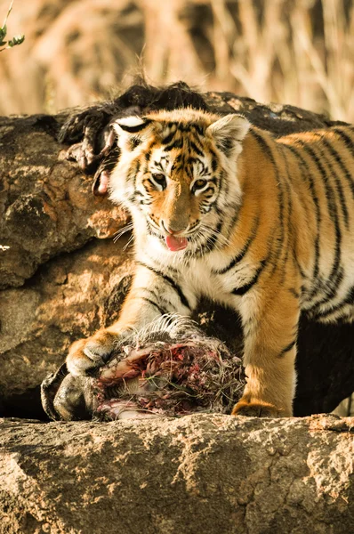 Tiger i det vilda — Stockfoto