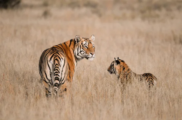 Tiger i det vilda — Stockfoto