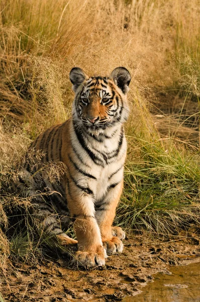 Tiger in freier Wildbahn — Stockfoto